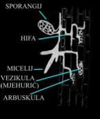 22 4. MIKORIZA redovita pojava u tlu Na temelju morfoloških značajki: 1. Arbuskularna mikoriza (endomikoriza) 2. Ektomikoriza 3.