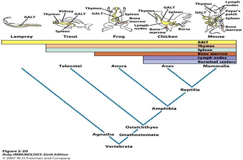 Evolucijska raspodjela limfoidnog tkiva Imunosni sustav imunosni odgovor specifičan način odgovora organizma nakon prepoznavanja strane molekule - antigena započinje proliferacijom stanica koje: