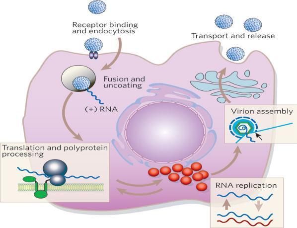Tarče delovanja proti HCV neposredno delujočih zdravil (direct acting antivirals, DAA) Voxilaprevir (VOX) Zaviralci proteaze NS3/4A Simeprevir (SMV) Narlaprevir (NAR) Zaviralci NS5A Ombitasvir (OBV)