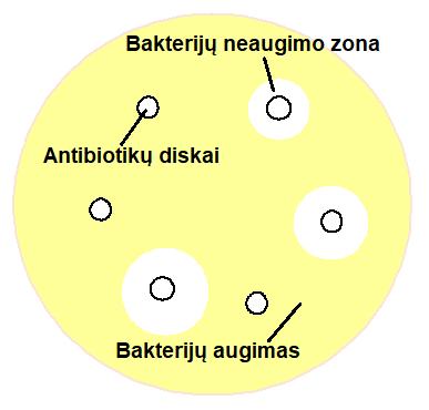 specialių lentelių nustatomas tiriamųjų mikroorganizmų atsparumo antibiotikams laipsnis. Vertinimas jautrūs, vidutiniškai jautrūs, atsparūs. Praskiedimo metodas (kiekybinis).
