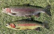 ) Ciprinus carpio (L.) Oncorhynchus mykiss (Wal.