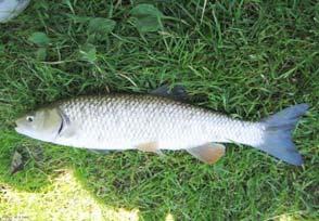 ) Chondrostoma nasus (L.) Barbus barbus (L.