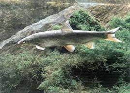 ) Vimba vimba melanops (Hec.