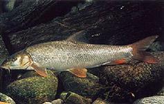Krap, Cyprinus Carpio Krapot pripa a na familijata na