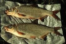 Cyprinus carpio.