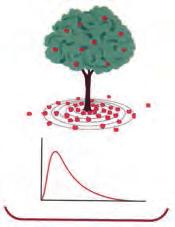 فاصله از تنۀ درخت تعداد سیب ها در هر حلقه قلۀ توزیع احتمال شعاعی برای امت H در حالت پایه در فاصلۀ 5٢٩A/٠ یا 11- m 1٠ ٢٩/5 از هسته ظاهر میشود و با شعاع بور که برای نزدیکترین مدار به هسته بهدست آمده