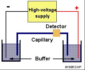 Kapilarna elektroforeza- CZE www.elchem.kaist.