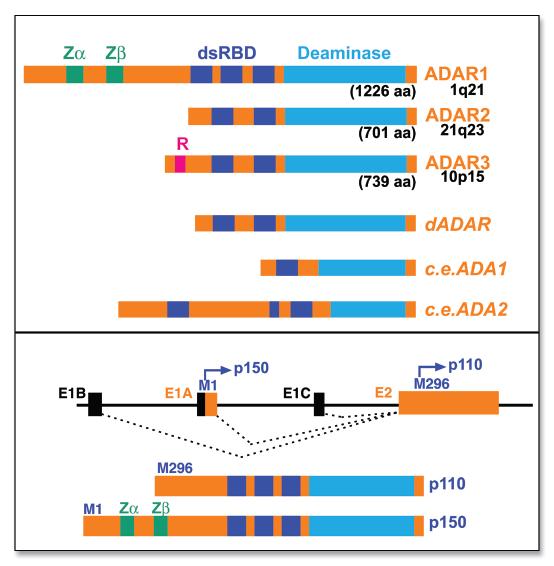 ADAR i ADARB1 su funkcionalno aktivni kao homodimeri, koji se formiraju interkcijama protein-protein izmeďu monomera, nezavisno od dvolančane RNK.