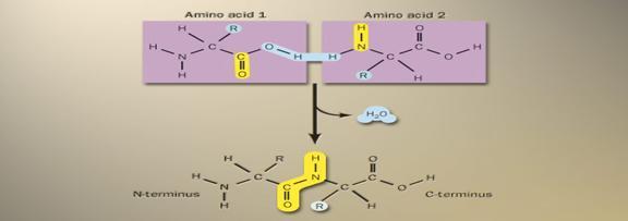 V - ỨNG DỤNG - Amino axit thiên nhiên (hầu hết là α-amino axit) là cơ sở để kiến tạo nên các loại protein của cơ thể sống - Muối mononatri của axit glutamic được dùng làm mì chính (hay bột ngọt) -