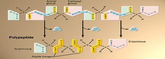 - Nếu phân tử peptit chứa n gốc α-amino axit khác nhau thì số đồng phân loại peptit sẽ là n! - Nếu trong phân tử peptit có i cặp gốc α-amino axit giống nhau thì số đồng phân chỉ còn 2.