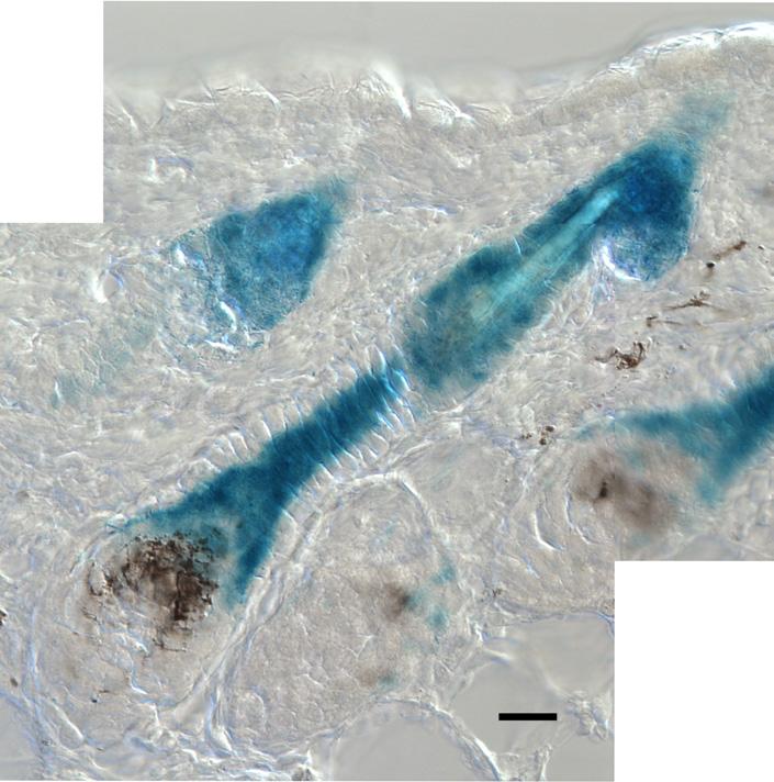 (D-E) Foxc1 is induced in the bulge of angen hair follicle.