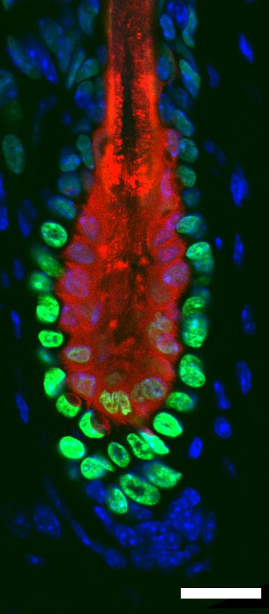 Figure S2 A K14-H2BGFP K6+ SBL-specific Cre: Foxn1Cre K14-H2BGFP Tdtomato K14-H2BGFP Tdtomato DAPI Bu HS Bu HS Bu HG HG HG DP B K14-H2BGFP K6 HFSC-specific Cre: K15CrePR K14-H2BGFP Tdtomato