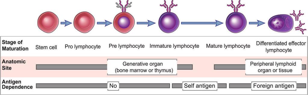 گلبولهاي سفيد ) WBCها( لنفوسيت )Lymph)(Lymphocyte( 2 1 T CD4 T CD8 CD 4 %65 T Cell 80 %لنفوسيت 70 - های خون محيطي انواع به طور نرمال: CD 8 %35 B Cell 15 % لنفوسيت های خون محيطي 1 2.