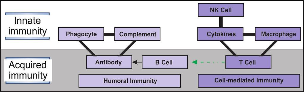 )CMI( )Cell- Mediated Immunity( Ag مورد شناسايي: Ag داخل سلولی/ سیتوزولی/ تومورال/ سرطانی/ ویروسی DC MQ TCD 4 ایمنی سلولی سلول شناساییکننده T Cell :Ag به کمک APC شامل B Cell TCD 8 MQ فعال الف( سلول
