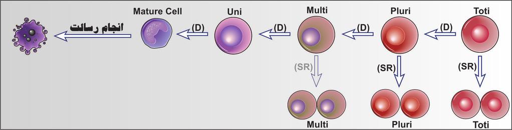 شکل 2-1: توانایی انجام Self renewality و Differentiation در سطوح مختلف لنفوپوئز لنفوسیت )Lymph( مونوپوئز مونوسیت )Mon( هماتوپوئز )Hematopoiesis( )خونسازی( Poiesis( = ساختن( اریتروپوئز اریتروسیت )RBC(