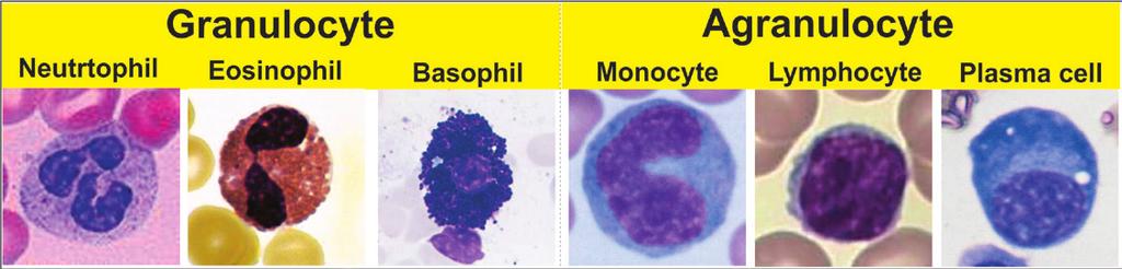 )CFU-EM( هستند مشترک پیشساز دارای Plt و RBC ] Bi-potential Cell [ )CFU-GM( هستند مشترک پیشساز دارای Mon و Neu هستند.