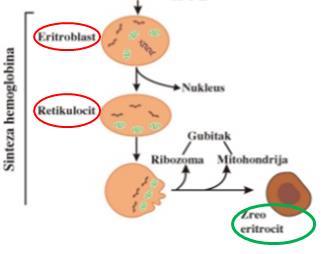 HEMOGLOBIN Predstavlja najvažniji protein u organizmu - uloga u prenosu kiseonika - OKSIHEMOGLOBIN.