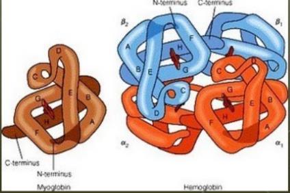 DERIVATI HEMOGLOBINA KARBOKSIHEMOGLOBIN - spoj CO i Hgb,toksičan za okolna tkiva, ispoljava kompetitivnost sa kiseonikom za mjesto na Hgb, mioglobinu, citohromima.