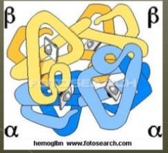 KRIVA DISOCIJACIJE O 2 Molekul hemoglobina za sebe veže 4 molekula O2, a kriva koja predstavlja stepen zasićenja Hgb ili mioglobina - KRIVA DISOCIJACIJE.