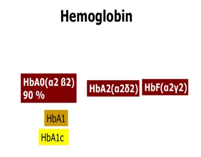 GLIKOZILISANI HEMOGLOBIN Stvara se spontano, ne enzimskim djelovanjem,kontinuirano u toku života. Njegova referentna zastupljenost je od 5-8.