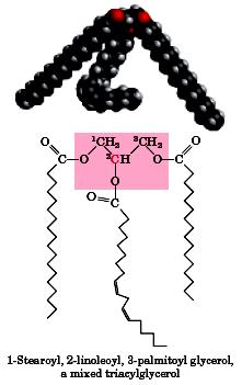 Triacylglycerol (triglycerid) 3 acid