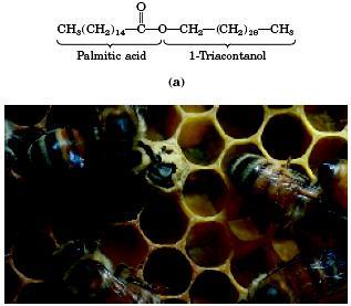 Sáp (serid) Là ester của acid béo cao phân tử no hoặc