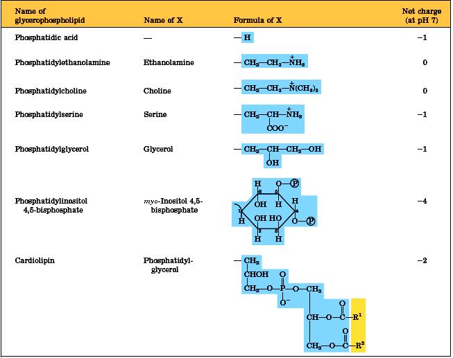 (cephalin)