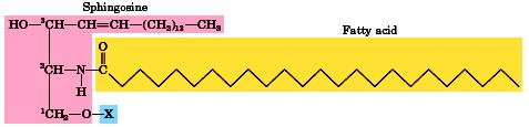 Sphingolipid - Trong cấu trúc không