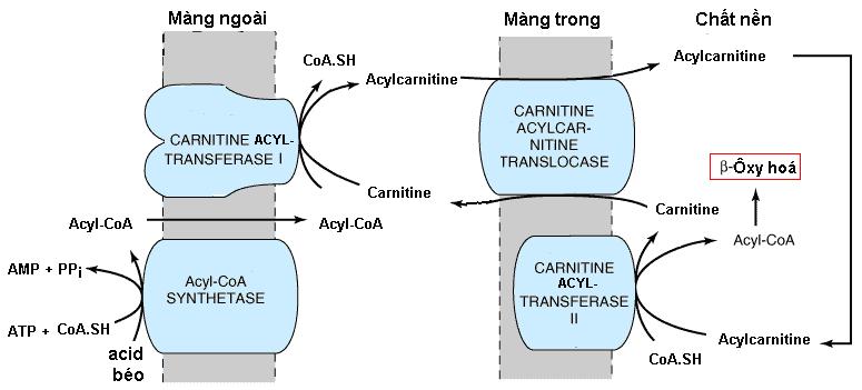 Vận chuyển Acyl-CoA