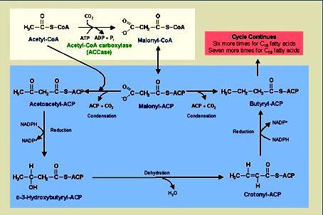 PTTQ của quá trình tổng hợp palmitic acid 8Acetyl-CoA + 7ATP +