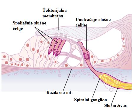 лабиринта налази се перилимфа. Мембранозни лабиринт састоји се од два мехурића (utriculus) и (saculus), три мембранозна полукружна канала и ductusa cochlearisa. 1.3.3.2.