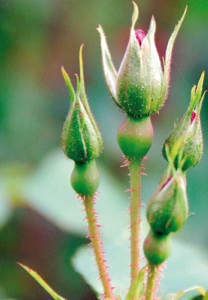 Sügav või pinnapealne? Hea teada Teravussügavus on inglise keeles depth of field ehk DOF. Seda lühendit kohtab üha sagedamini ka eestikeelsetes fotofoorumites ning piltide kommentaarides.