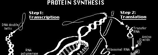 BIOSINTEZA PROTEINA -