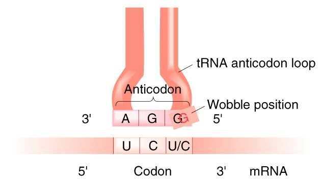 Sparivanje kodon antikodon