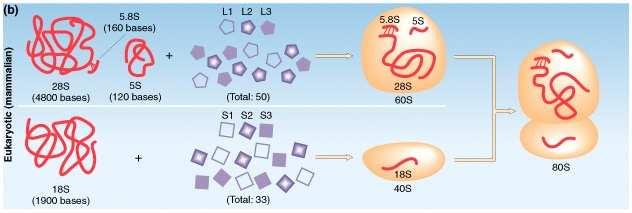 (peptidil-trnk), A (aminoacil-trnk)