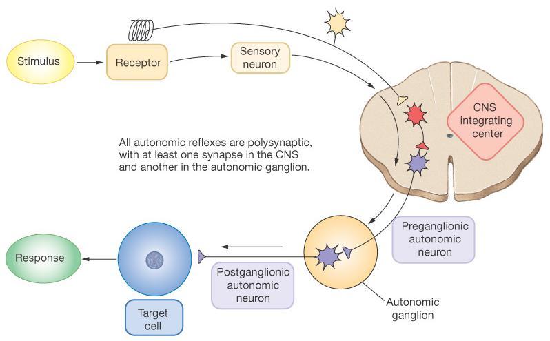 Autonomni- visceralni refleks Svi autonomni refleksi su polisinaptički, sa