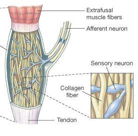 Inverzni refleks na istezanje (Goldžijev tetivni refleks) Povratna sprega koja reguliše napetost u mišiću Kontrakcija mišića izaziva istezanje tetivnog organa i generisanje