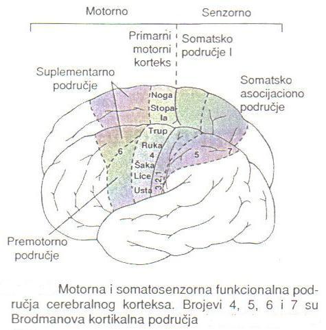 Delovi motorne kore mozga Primarna motorna