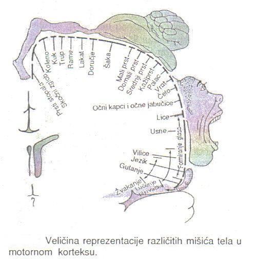 Primarni motorni korteks Primarna motorna kora odgovara regionu 4 u Brodmanovoj klasifikaciji i ima preciznu topografsku