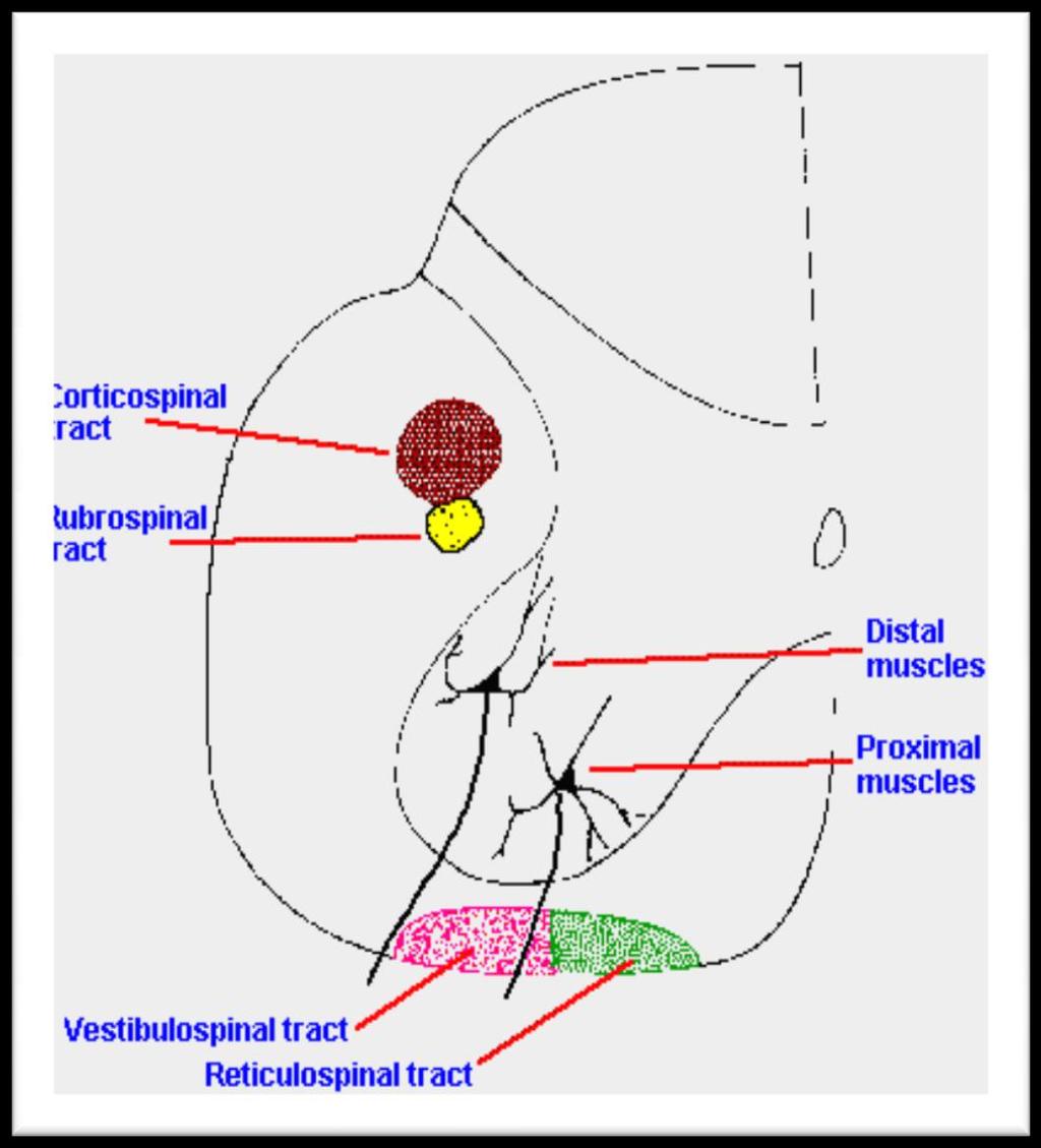 Somatski motorni put Direktan: Kortikospinalni put: od moždane kore do kičmene moždine i mišića