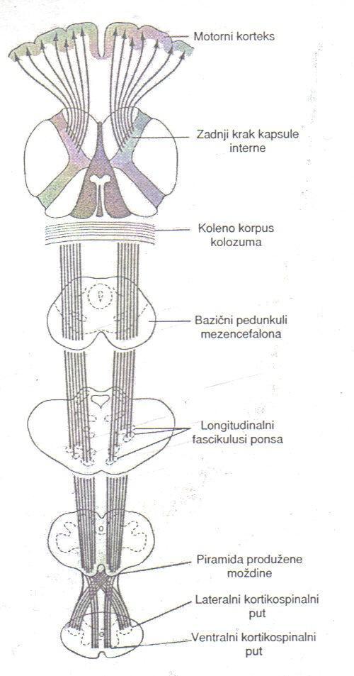 U donjem delu produžene moždine, najveći deo piramidalnih vlakana prelazi na suprotnu stranu ukršta se, i silazi kao lateralni kortikospinalni putevi kičmene moždine, da bi se konačno završili