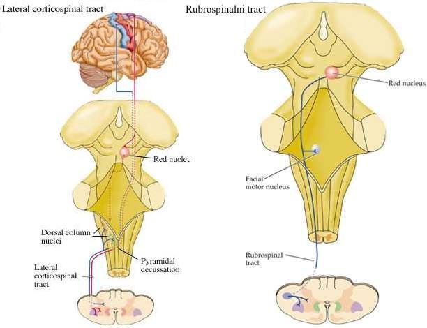 Lateralni sistem - kontrola distalne muskulature Lateralni kortikospinalni put distalni delovi ekstremita: ruke, šake, prsti, stopala.