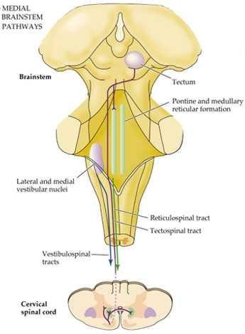 Medijalni sistem kontrola aksijalne i proksimalne muskulature Vestibulospinalni put: informacije iz vestibularnih jedara za refleksnu kontrolu ravnoteže, položaja, tonusa.