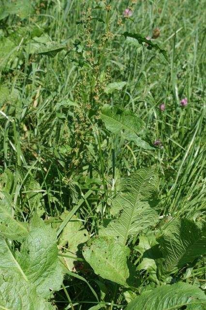 Topolistno (Rumex obtusifolius) in