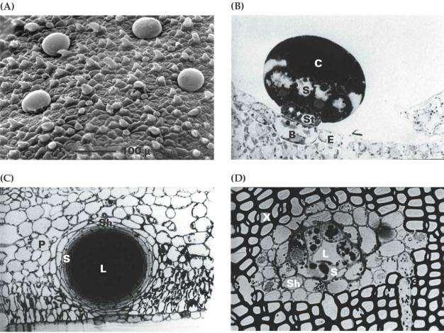 Terpenoidi nastajajo v specializiranih celicah- ţlezah: A-peltatni globularni trihomi timijana (mono,-seskvi