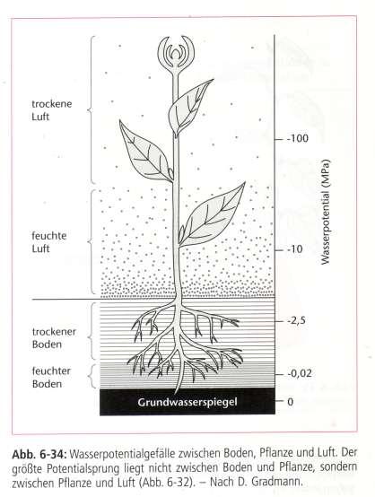 Rastline rastejo v gradientu vodnega potenciala. V normalnih razmerah je vodni potencial listov bistveno manjši (bolj negativen!) kot vodni potencial tal.