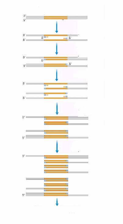 Rexión de ADN a amplificar AMPLIFICACIÓN N DUN FRAGMENTO DE ADN MEDIANTE PCR 1.Quentar para separar as cadeas 2. 2.Arrefriar e engadir os cebadores, oligonucleótidos sintéticos ticos 3.