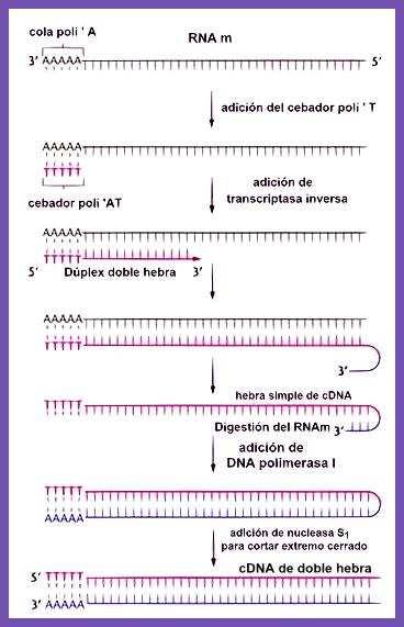 Aínda que o ARNm só represente nunha célula de 1-1,5% del total, o ARNm