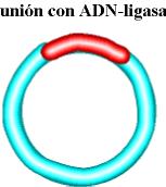 que se desexa clonar co vector de clonación, realízase coa ADN-ligasas.