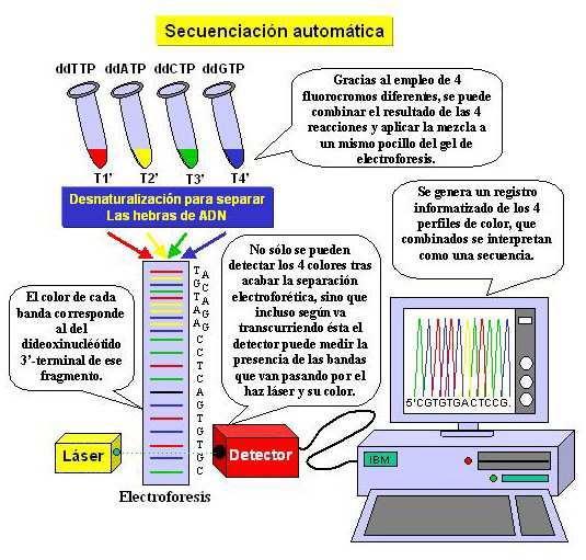 A secuenciación automática pódese levar a cabo nunha soa reacción.